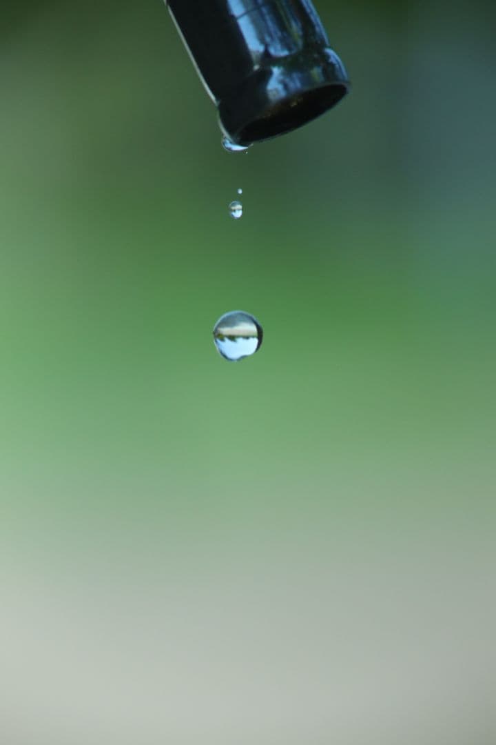 new fd 200mm f/4 マクロレンズ 　作例あり