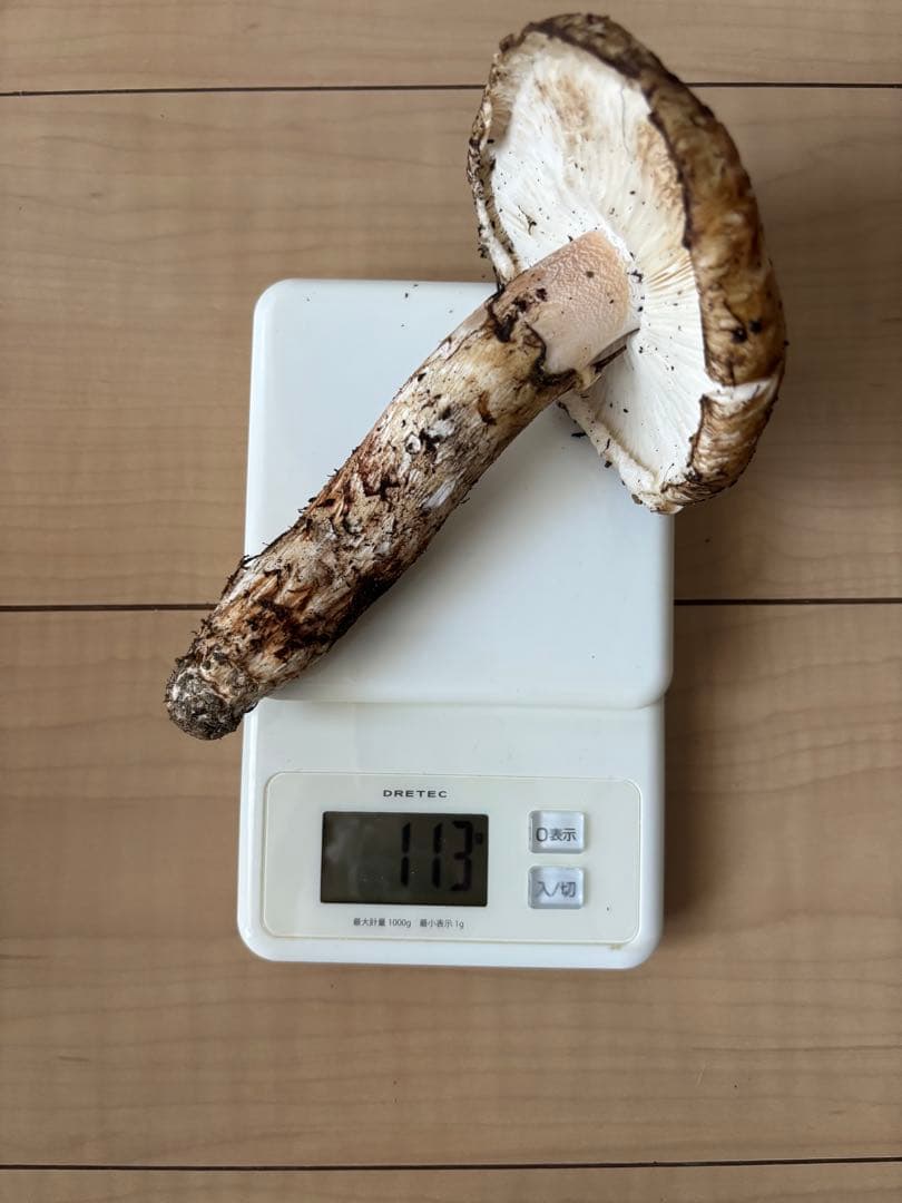 極上松茸 290g 宮城県気仙沼産