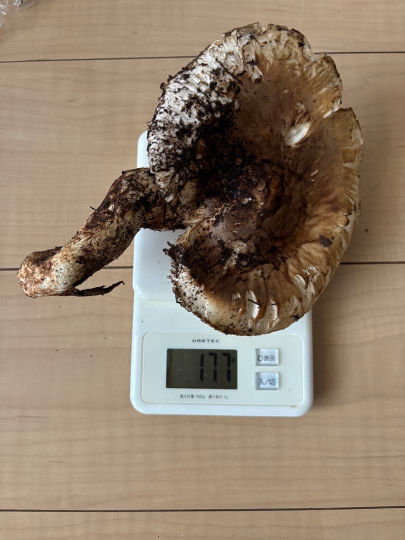 極上松茸 290g 宮城県気仙沼産