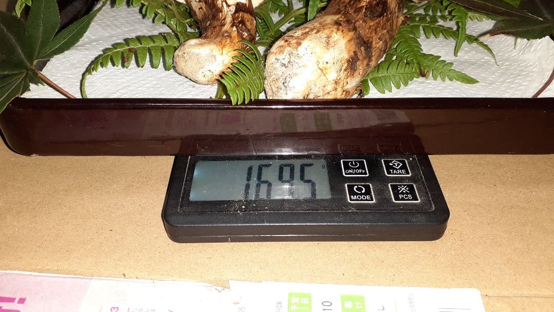 岩手県産松茸(少し訳あり)10月25日昼取れ 今シーズンラスト 冷蔵発送160g