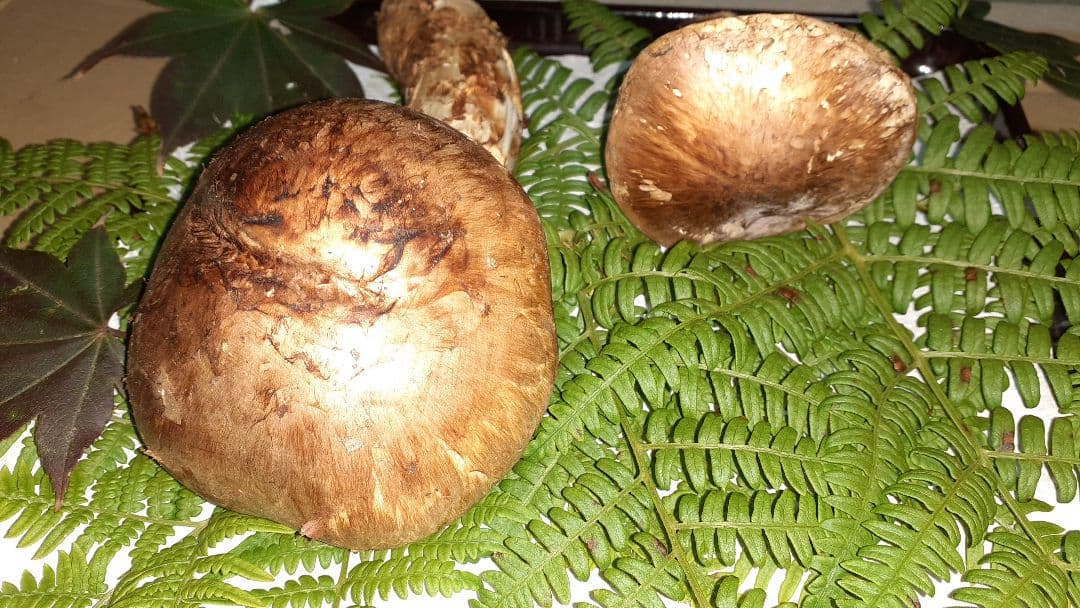 岩手県産松茸(少し訳あり)10月25日昼取れ 今シーズンラスト 冷蔵発送160g