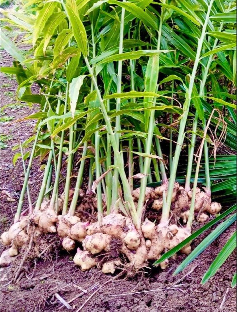 【農薬不使用】新生姜 【露地栽培】24時間以内発送 掘りたて 生姜 無農薬