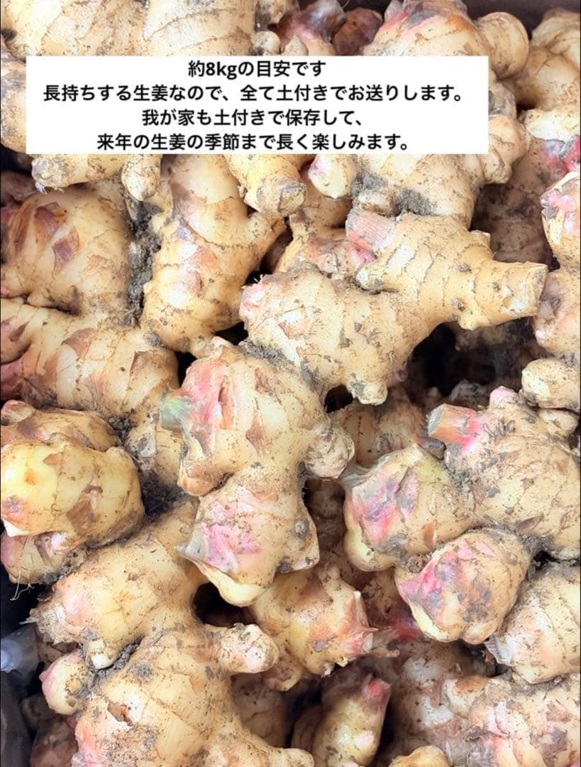 【農薬不使用】新生姜 【露地栽培】24時間以内発送 掘りたて 生姜 無農薬
