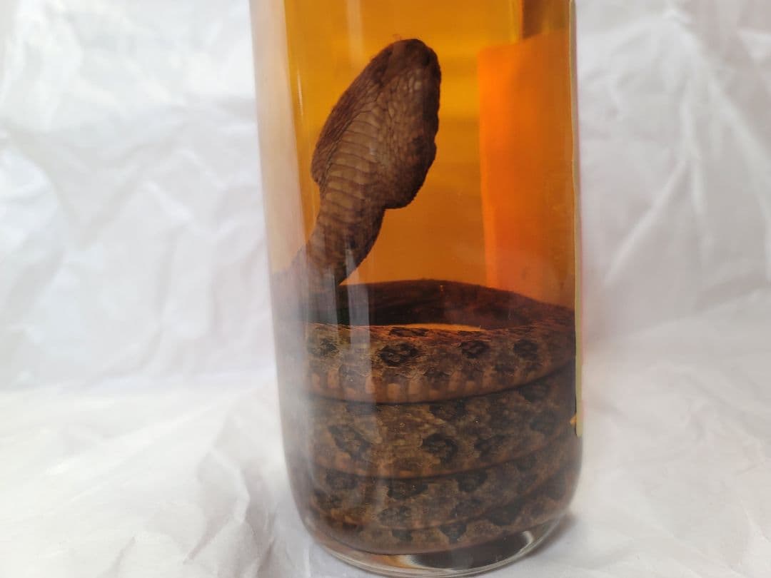 琉球 はぶ酒 薬味酒 はぶ入り(30年以上)