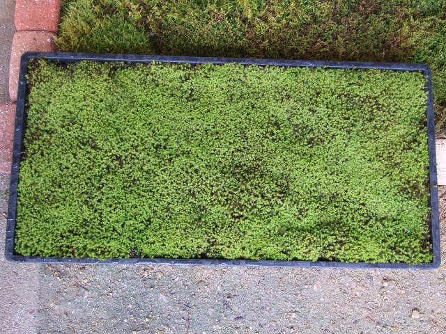 teru3　コケ各種4.5パレットとカサゴケ15本入2パック