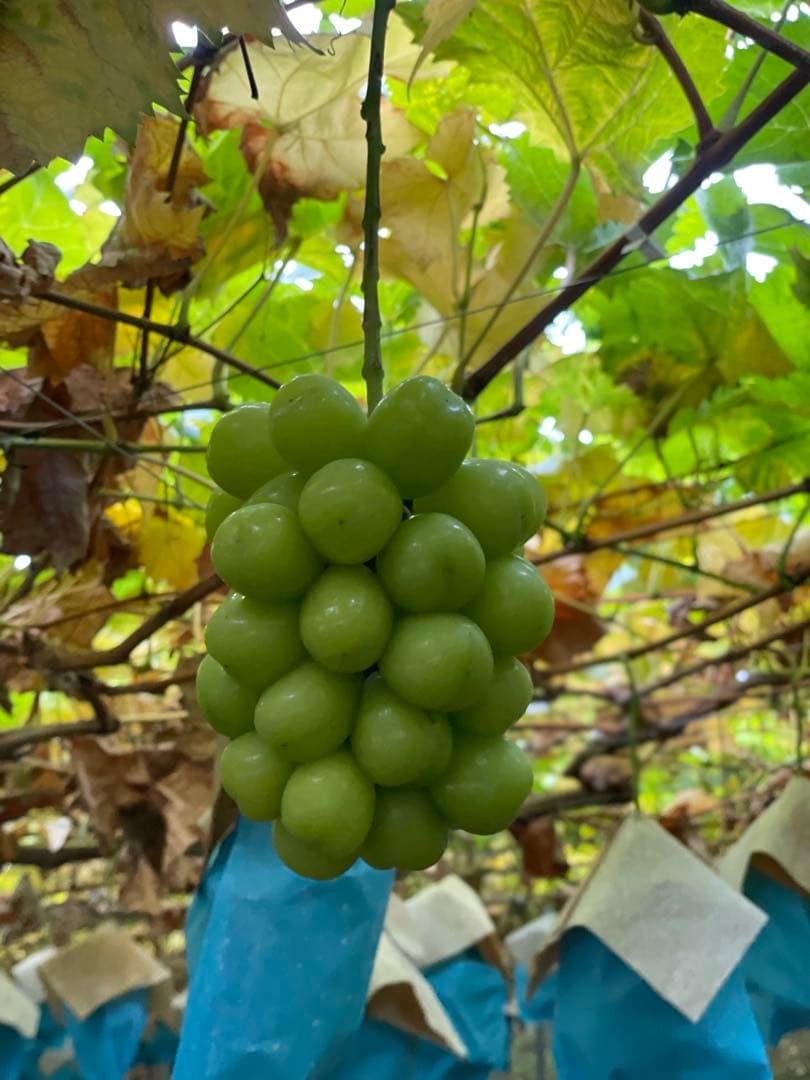 1房‼︎木枯らし‼︎シャインマスカット‼︎