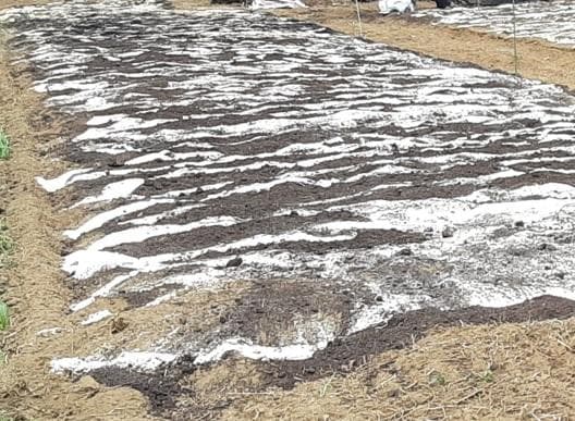 ぷぴ　茎２kg、実１kg　国産・高品質)乾燥パパイヤの茎（無農薬・有機肥料