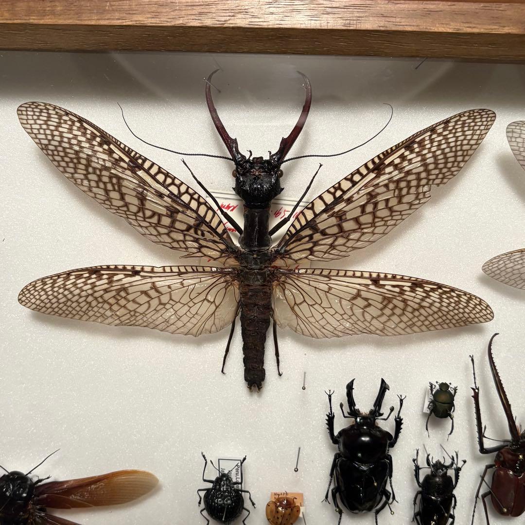 オオキバヘビトンボ　専用