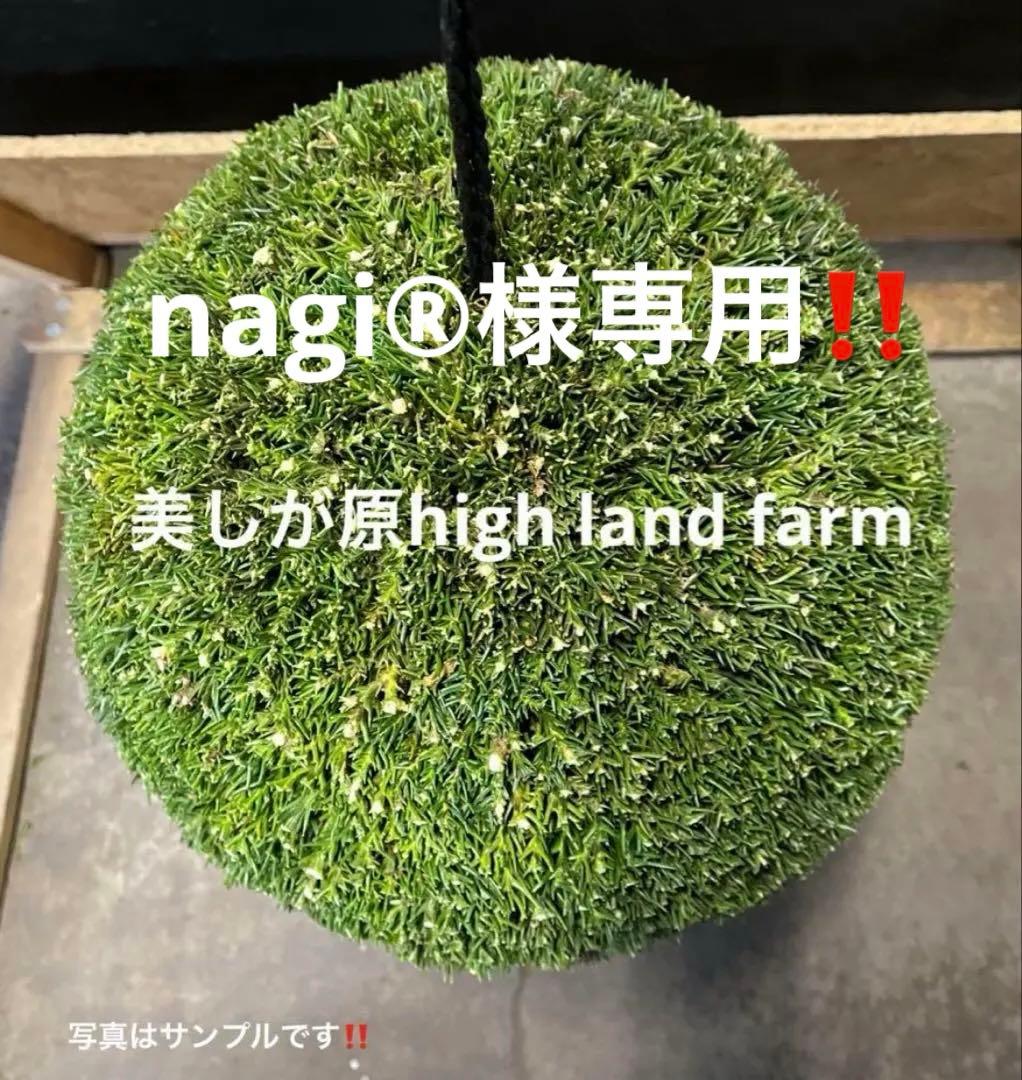 杉玉　約20センチ屋根付き‼️お客様ご注文品♪