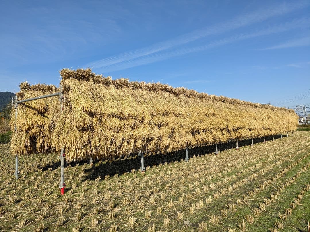 こだわりの餅米（もち米）玄米10kg [天日干し・無農薬・有機肥料・籾保存]_1