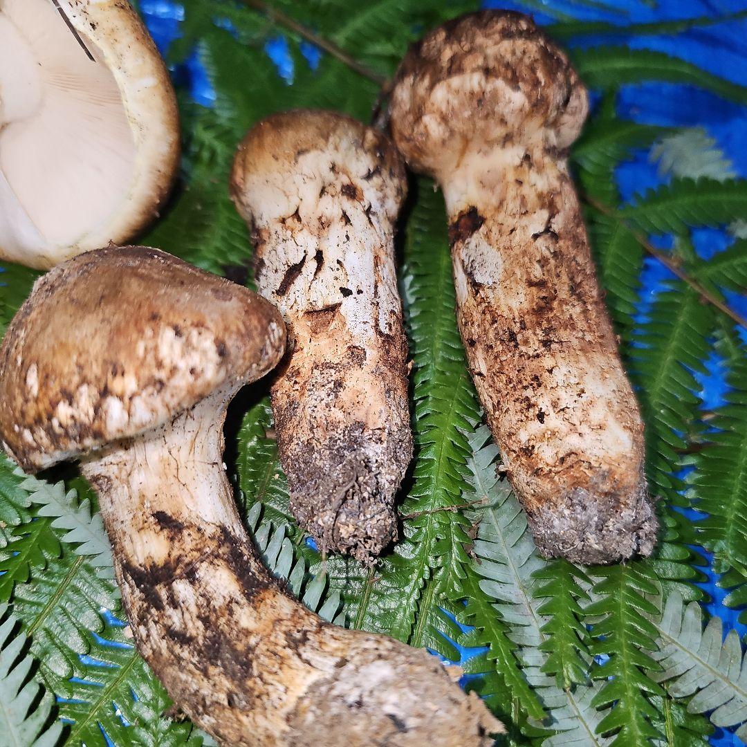 広島県産 松茸 291g　松竹梅さま専用