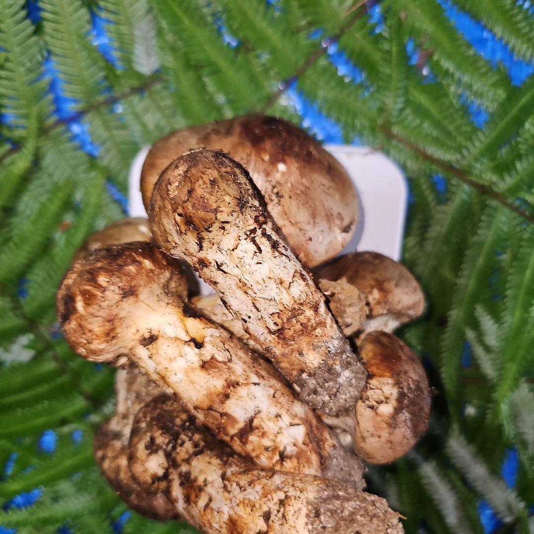 広島県産 松茸 291g　松竹梅さま専用