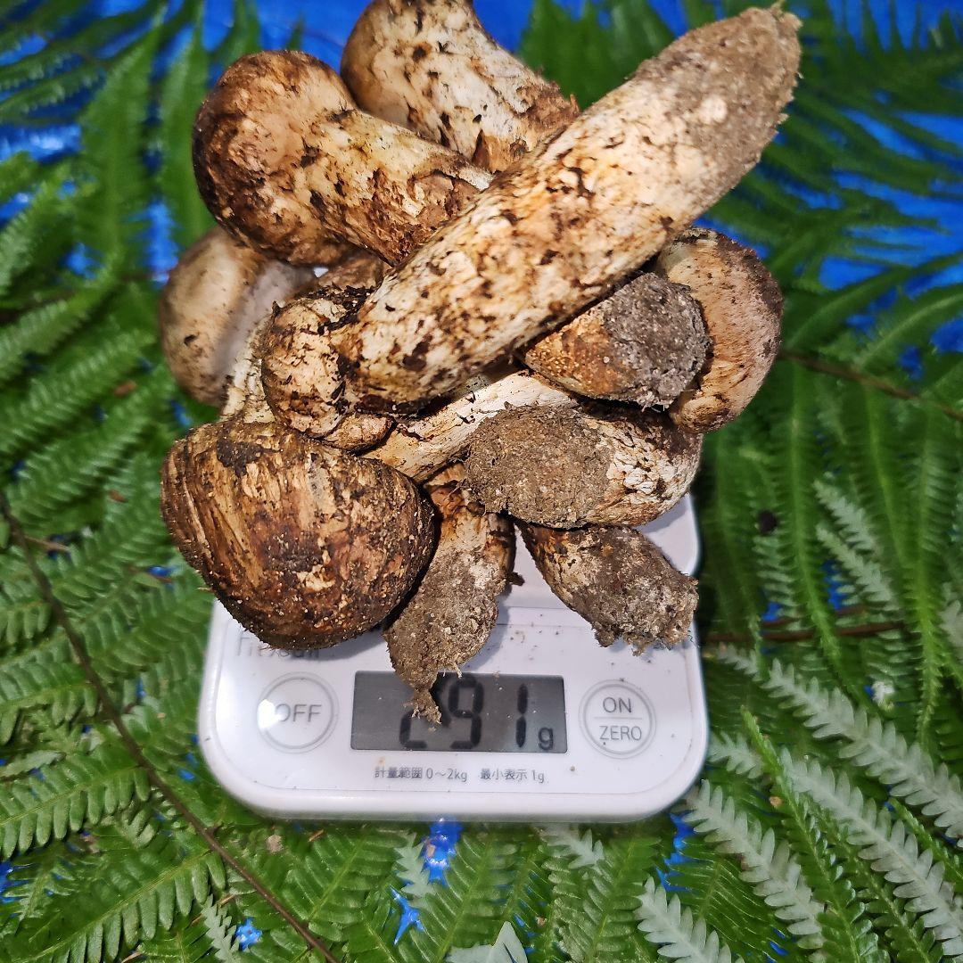 広島県産 松茸 291g　松竹梅さま専用