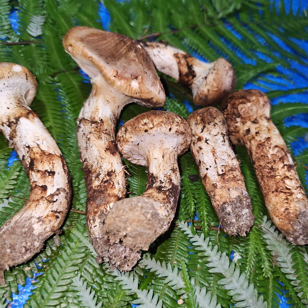 広島県産 松茸 291g　松竹梅さま専用