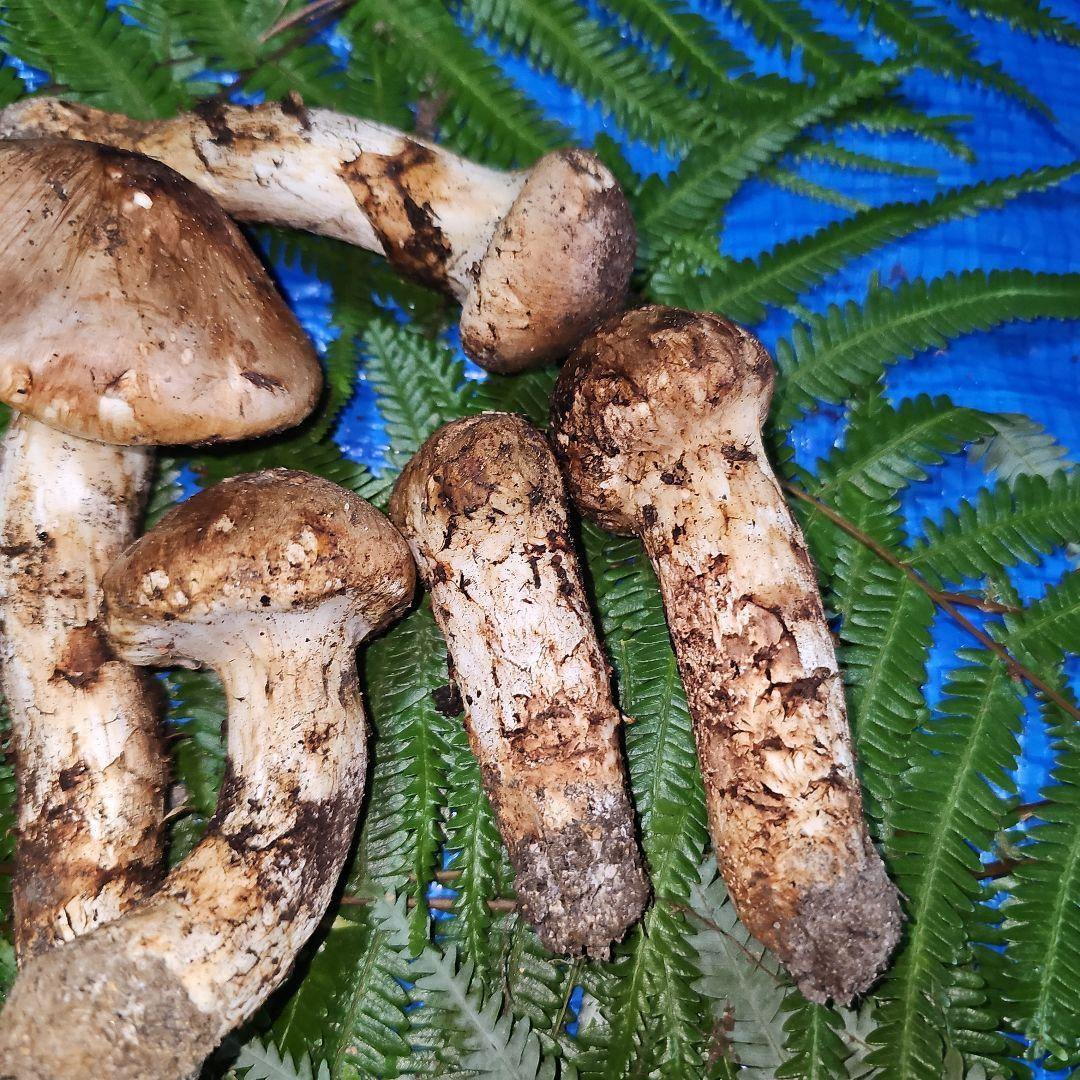 広島県産 松茸 291g　松竹梅さま専用