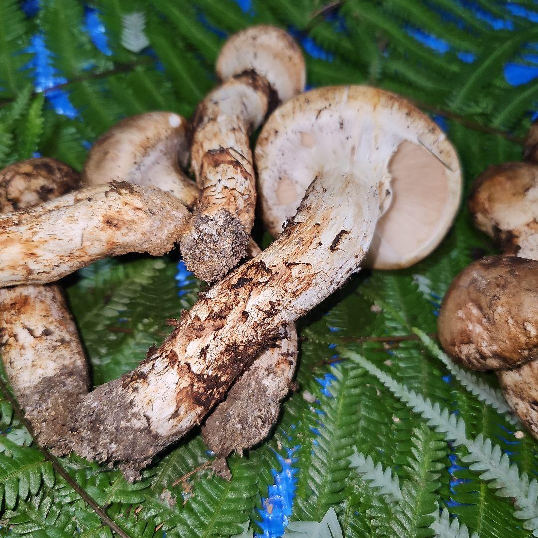 広島県産 松茸 291g　松竹梅さま専用