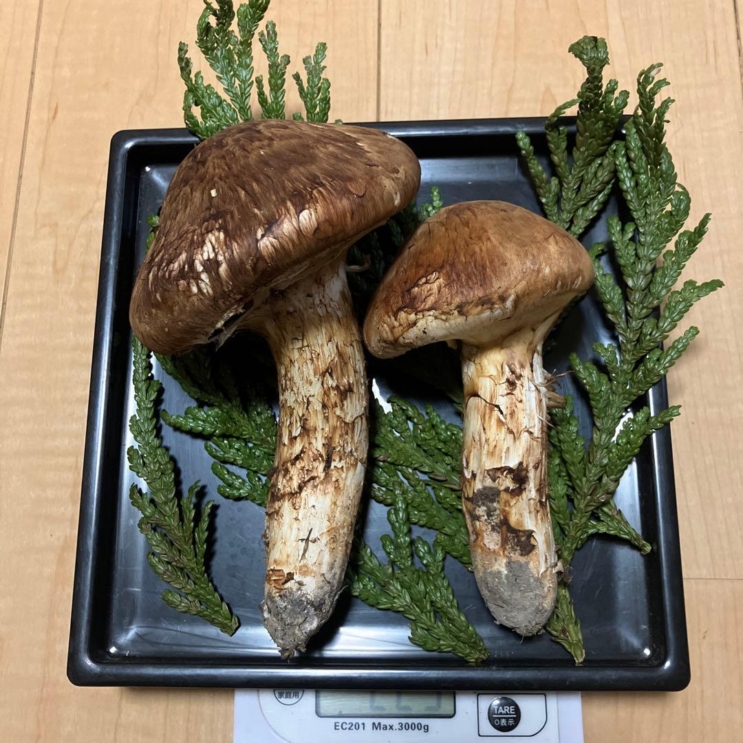 北海道産❗️天然松茸❗️美品❗️225g❗️終盤‼️