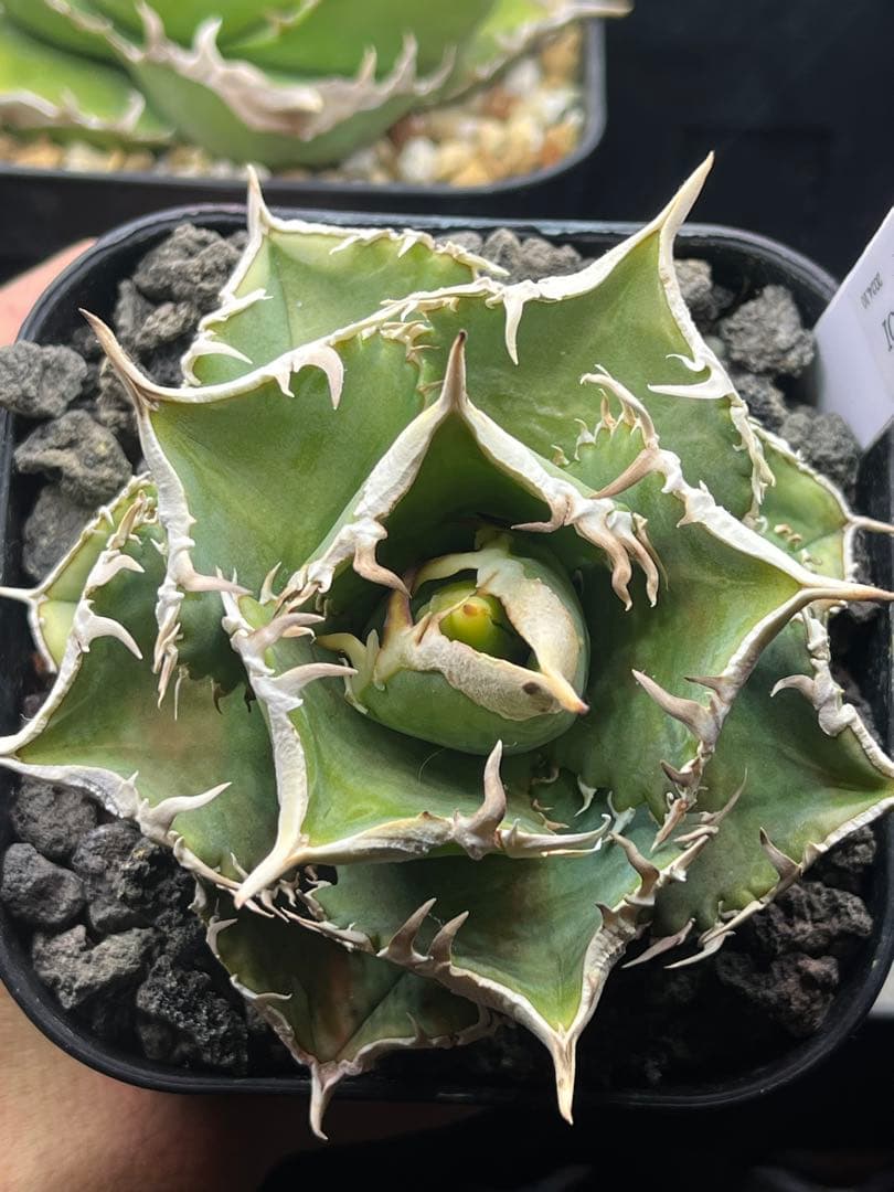 アガベ　チタノタ　ivory w.a アイボリーダブリューエー