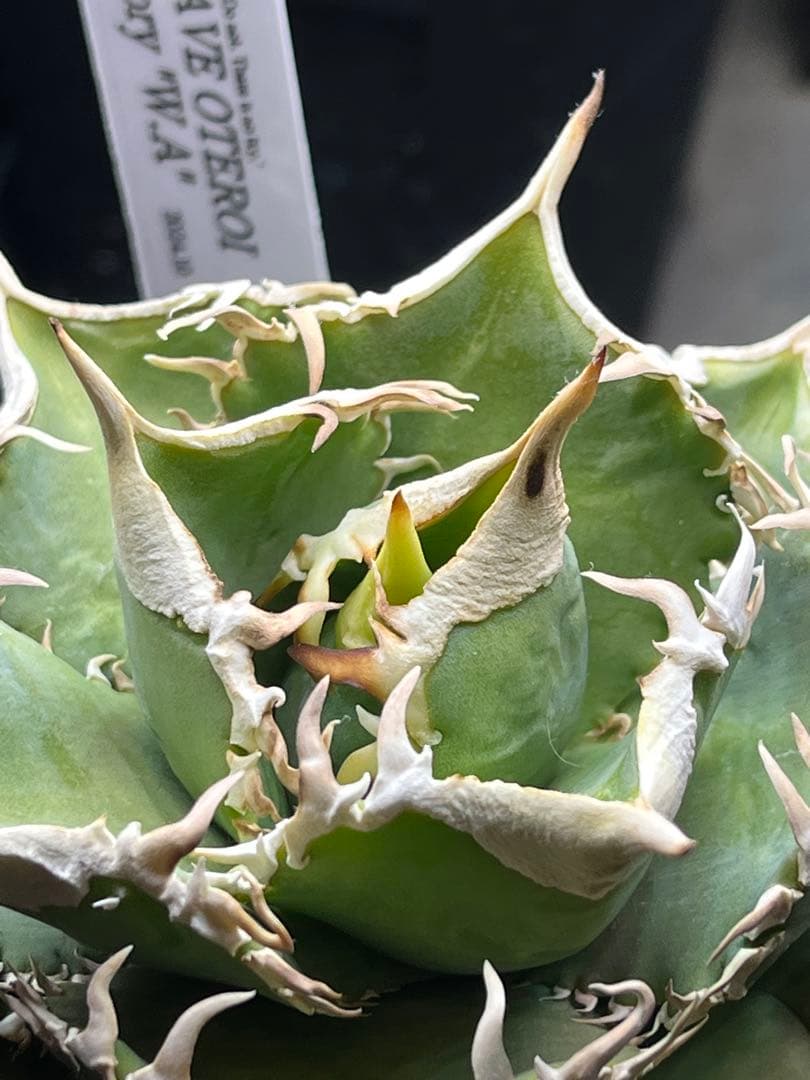 アガベ　チタノタ　ivory w.a アイボリーダブリューエー