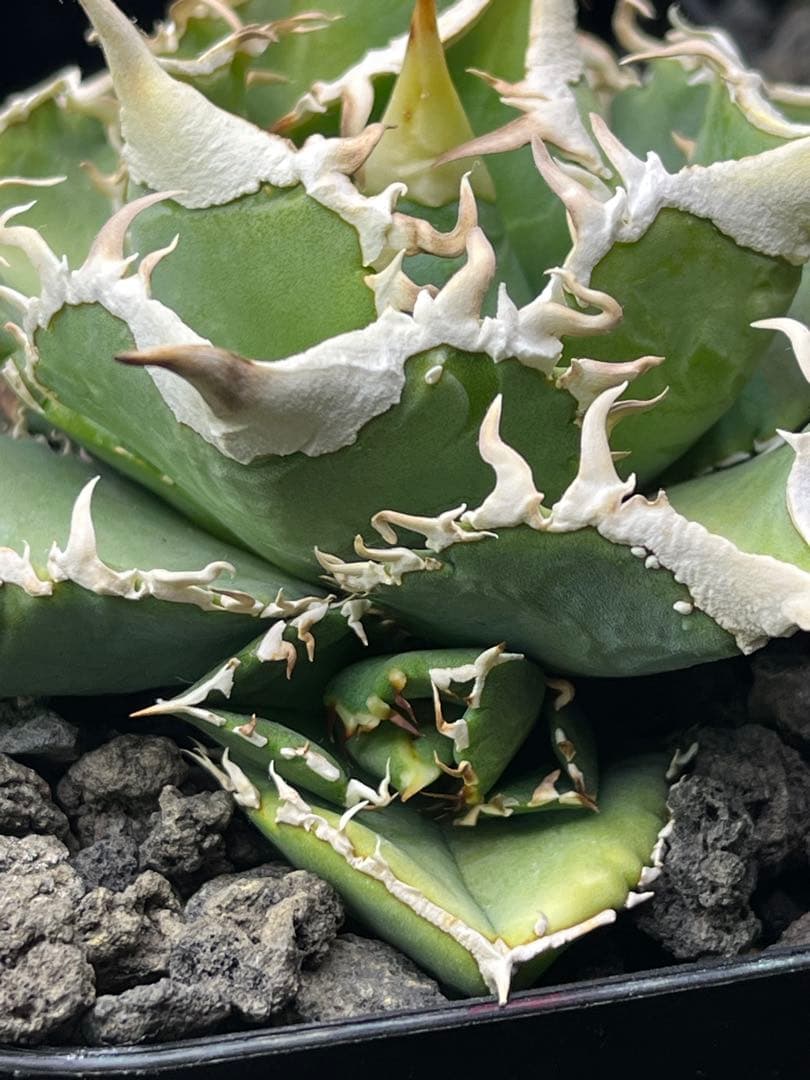 アガベ　チタノタ　ivory w.a アイボリーダブリューエー