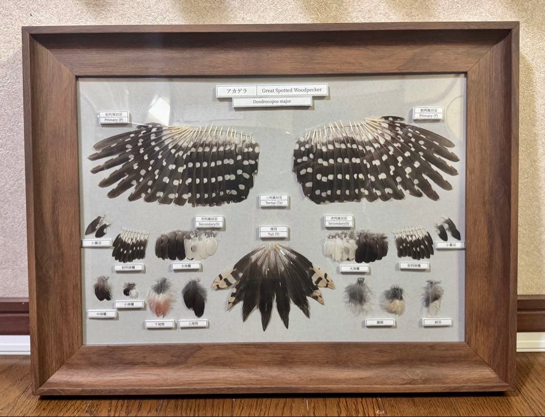 野鳥 鳥 羽根　アカゲラの羽標本
