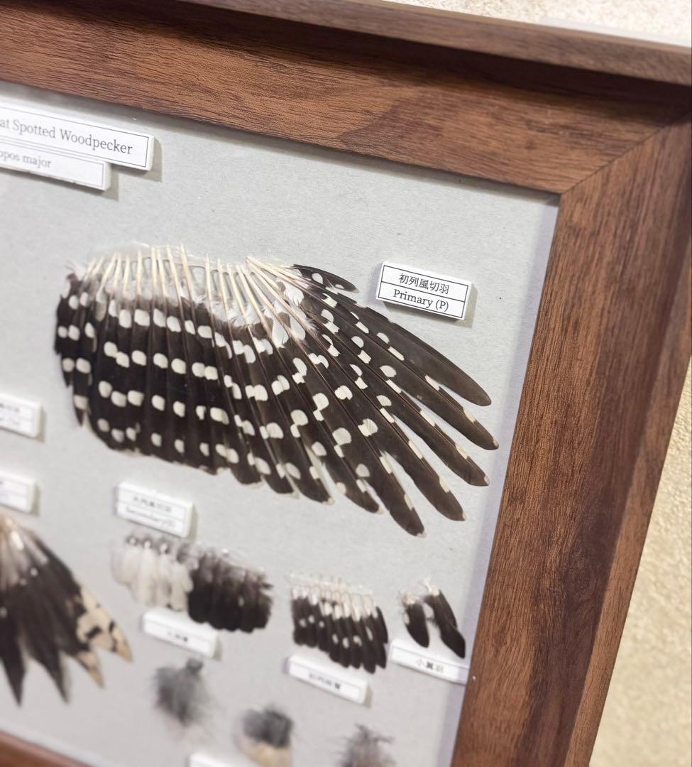 野鳥 鳥 羽根　アカゲラの羽標本
