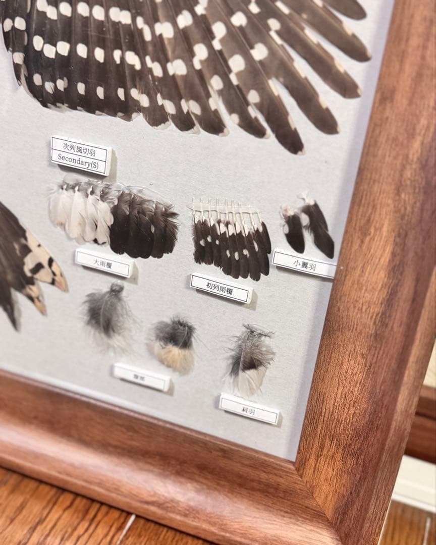 野鳥 鳥 羽根　アカゲラの羽標本