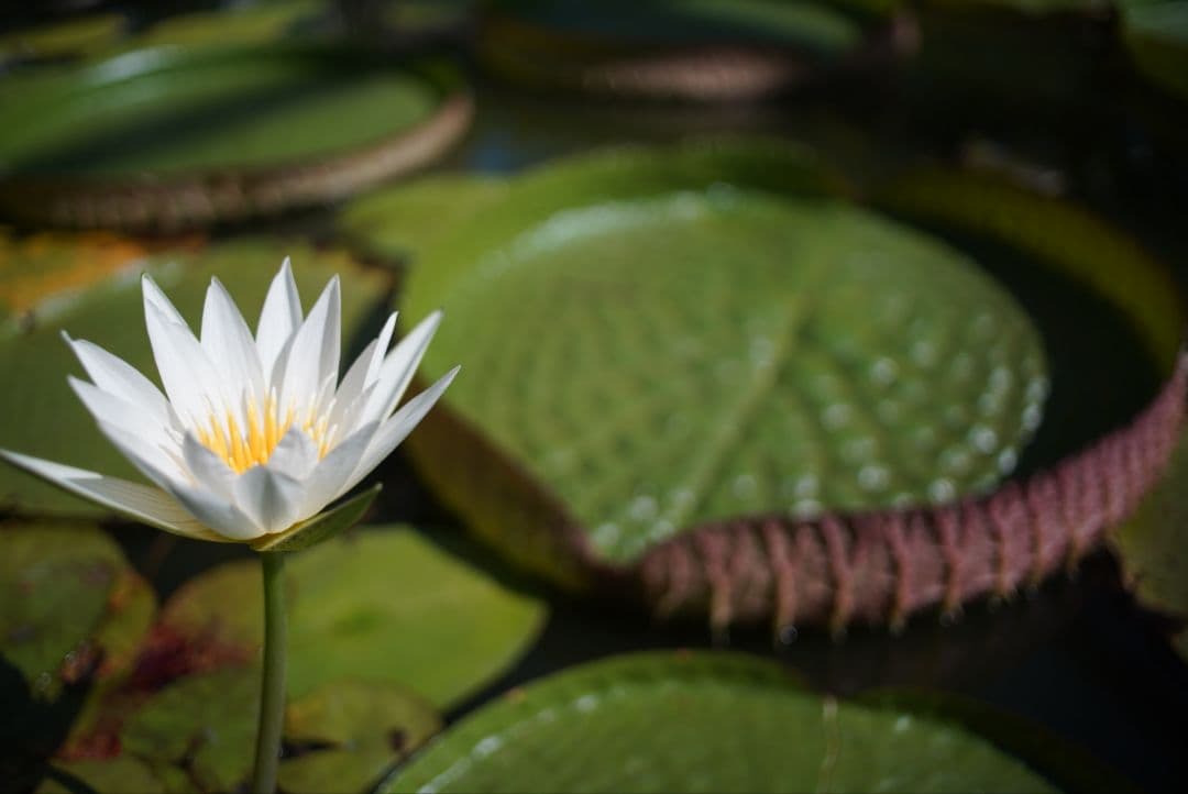 【動作確認済】RICOH XR RIKENON 28mm f2.8 富岡光学製