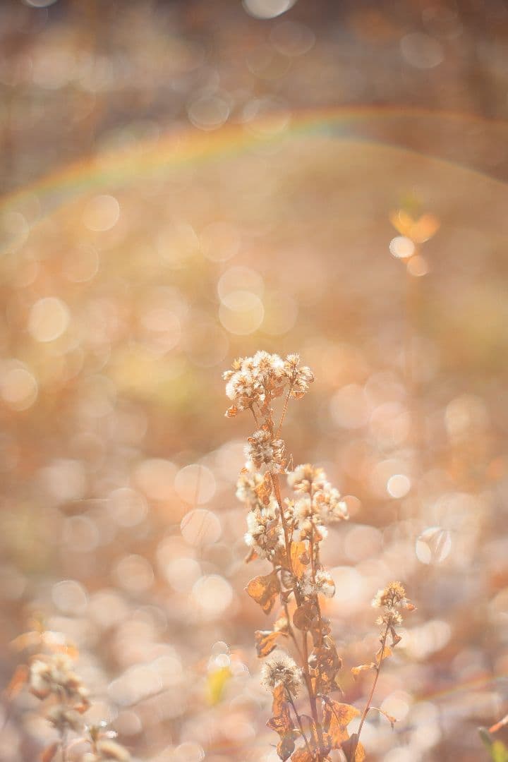 Super-Takumar 55mm F1.8 後期型 S/N：3686963