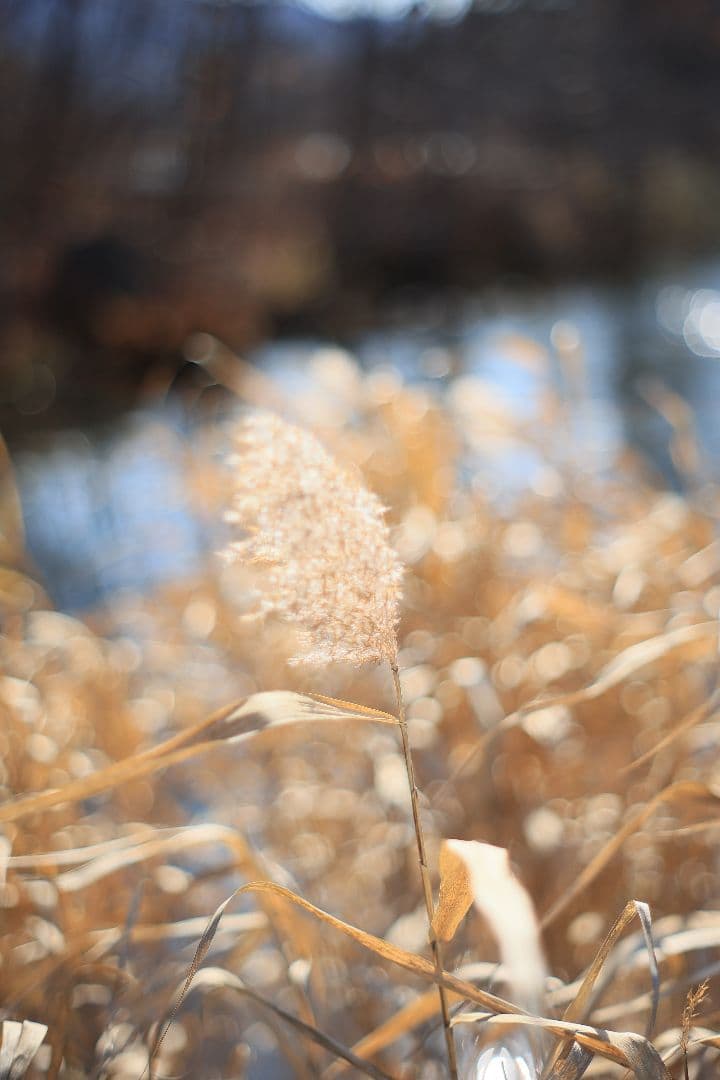 Super-Takumar 55mm F1.8 後期型 S/N：3686963