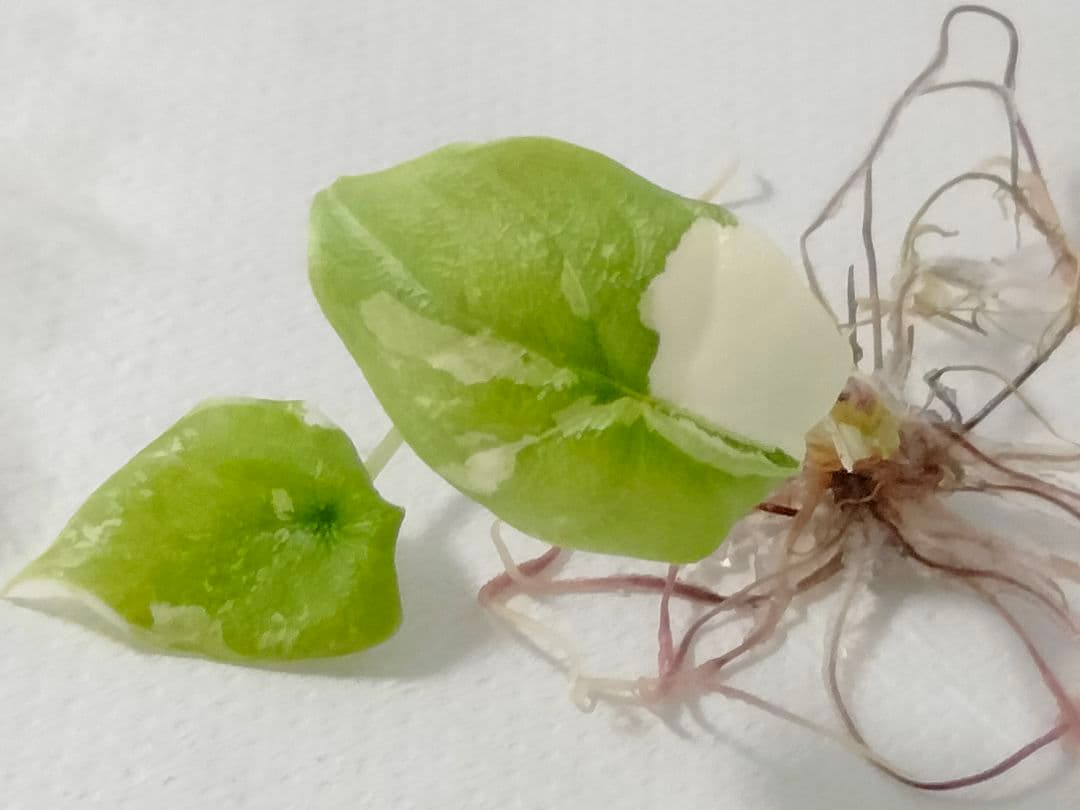 あ*き様 アロカシア メロ アルボ 斑入り