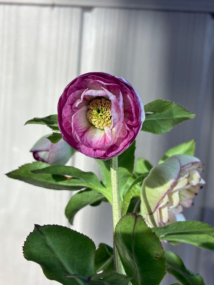 ♡認定♡毬姫　コロコロ咲き