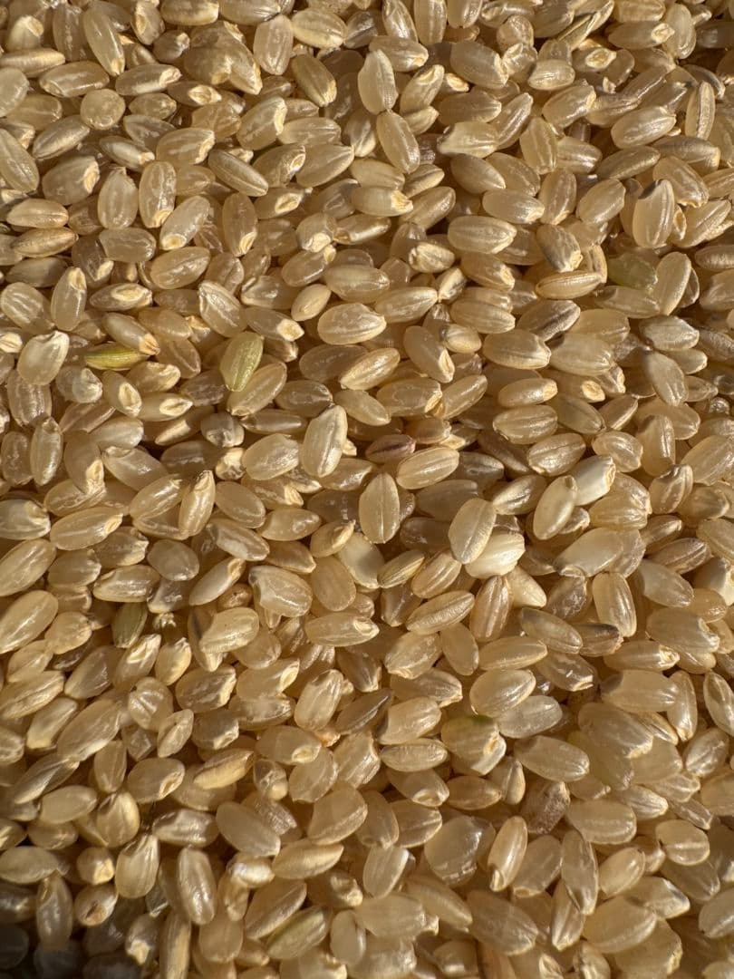 限定　最安値　玄米　100kg　30kg米袋に3袋（100kg詰め）　お米