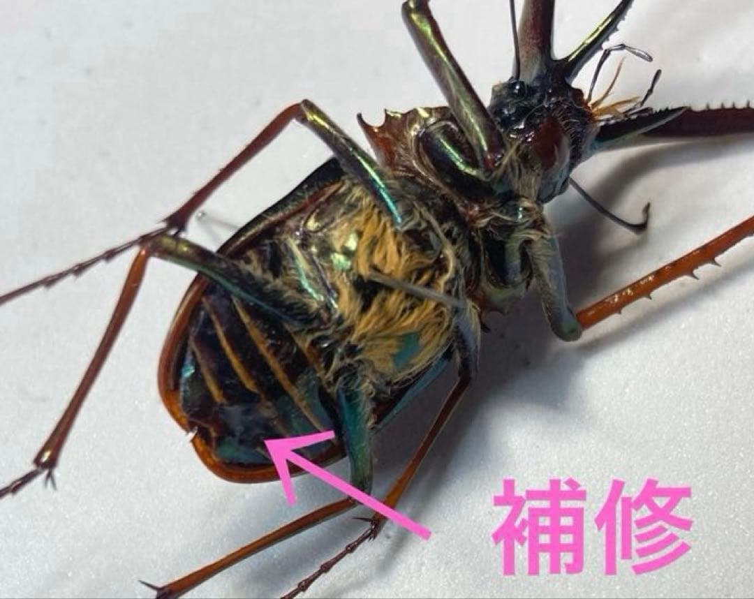 チリクワガタ♂ 約57ミリ