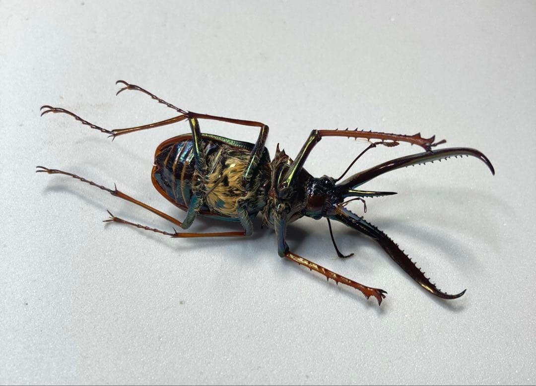 チリクワガタ♂ 約57ミリ