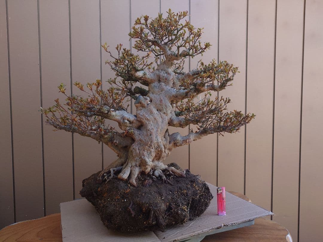 ハ*ル様 盆栽　皐月(五光)　樹高46cm