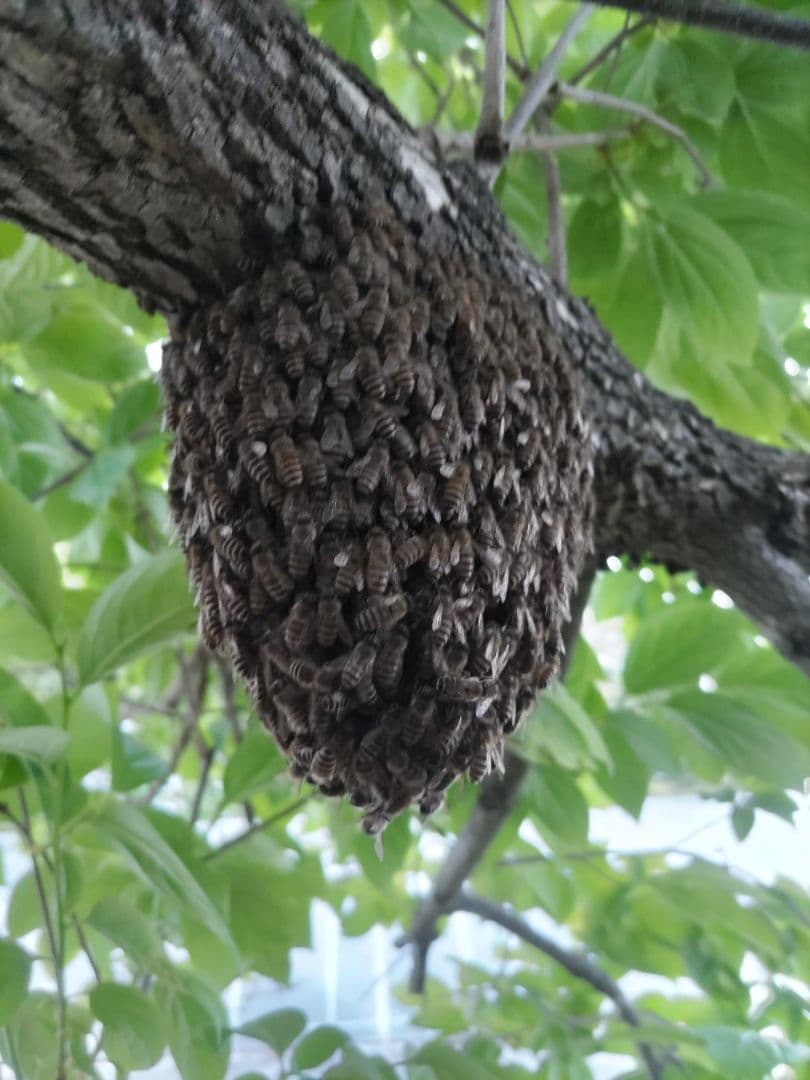 秋新蜜　日本みつばちの百花蜜（１年熟成物）　550ｇ✕2本（1.1kg）