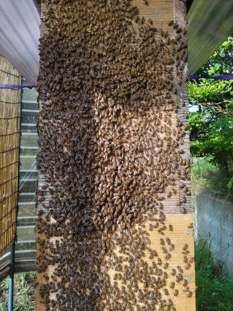 秋新蜜　日本みつばちの百花蜜（１年熟成物）　550ｇ✕2本（1.1kg）