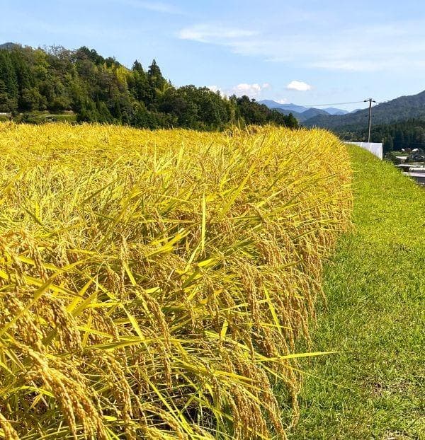 農家保有米 令和7年産 20キロ 玄米 コシヒカリ 20kg(5kg×4) 新米