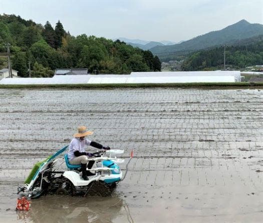 農家保有米 令和7年産 20キロ 玄米 コシヒカリ 20kg(5kg×4) 新米