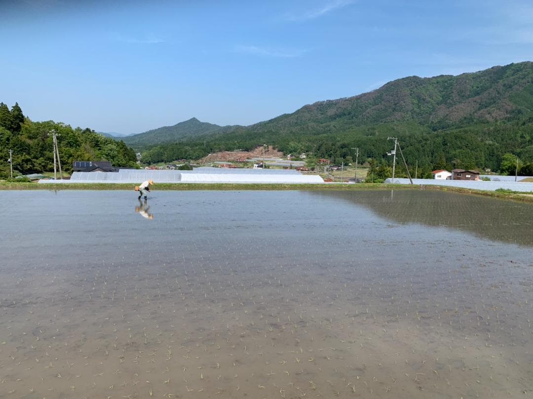 農家保有米 令和7年産 20キロ 玄米 コシヒカリ 20kg(5kg×4) 新米