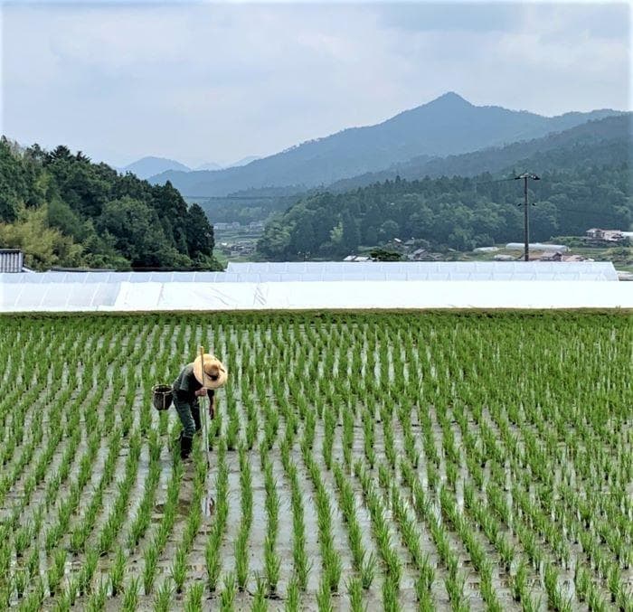 農家保有米 令和7年産 20キロ 玄米 コシヒカリ 20kg(5kg×4) 新米