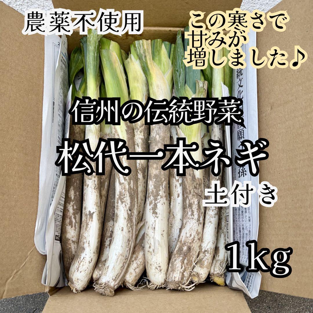 寒さで甘みが増しました！ 信州の伝統野菜「松代一本ねぎ」土つき・泥つき10kg