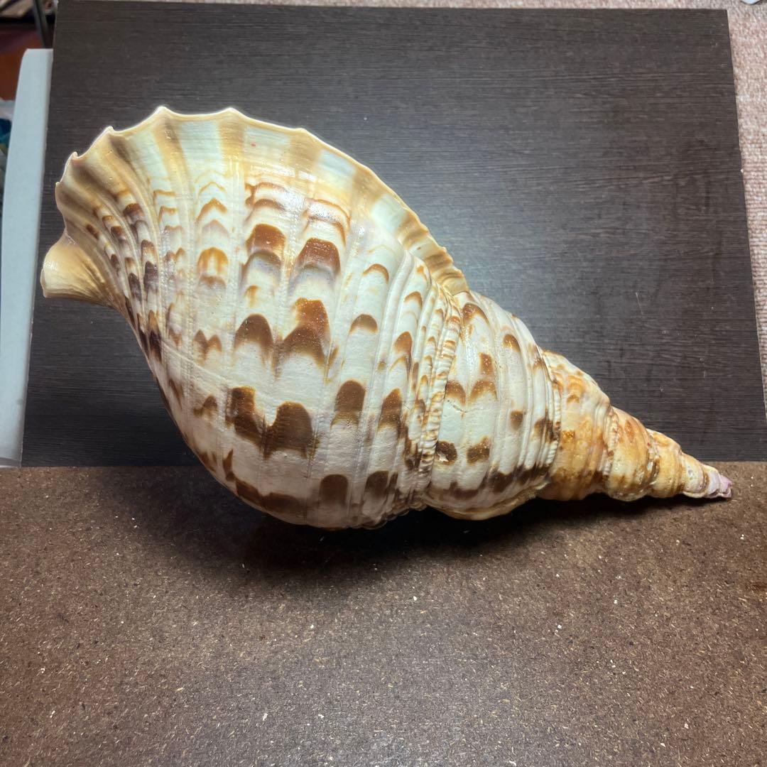 激レア　長崎県産　法螺貝　ホラガイ