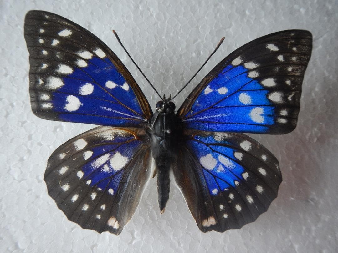 カ*ボ様 モルフォオオムラサキ（飼育；♂）１頭