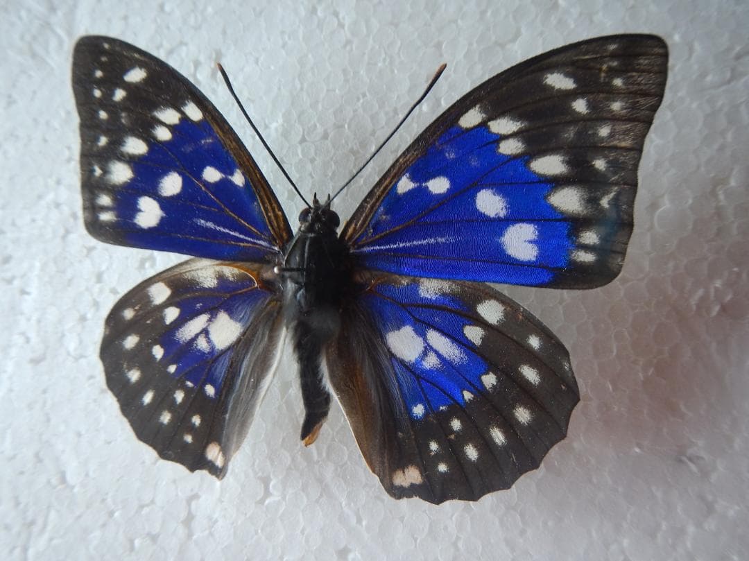 カ*ボ様 モルフォオオムラサキ（飼育；♂）１頭