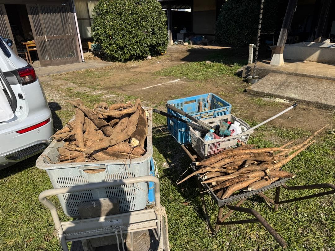 キャッサバ　20kg⚫︎cassava⚫︎Mandioca⚫︎Yuca