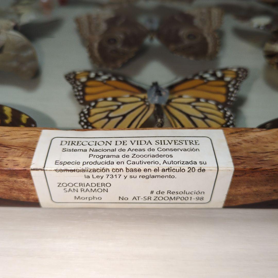 蝶の標本 木製フレーム入り