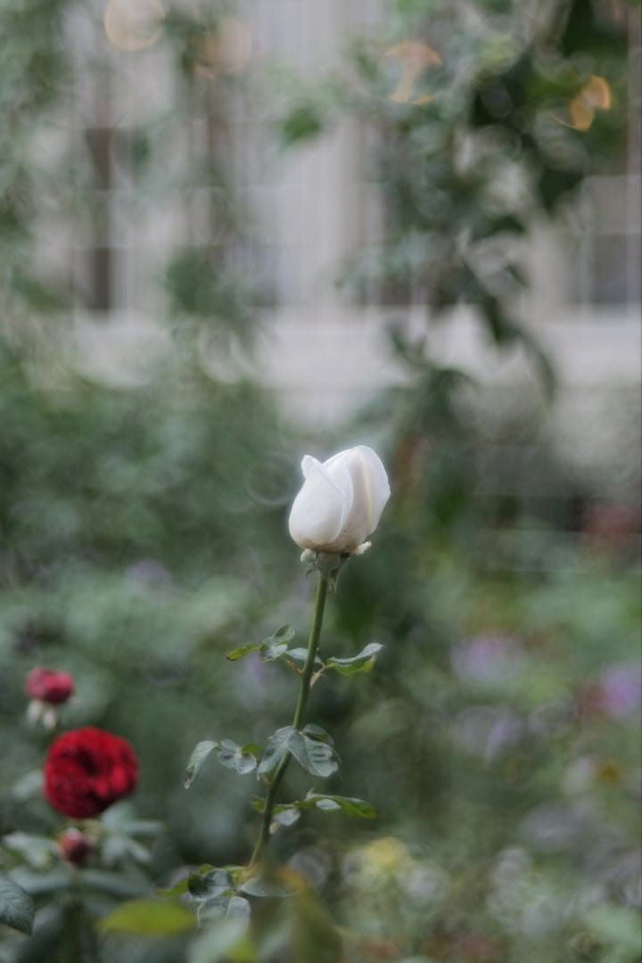 Meyer Trioplan N 100mm f2.8 メイヤー トリオプランN