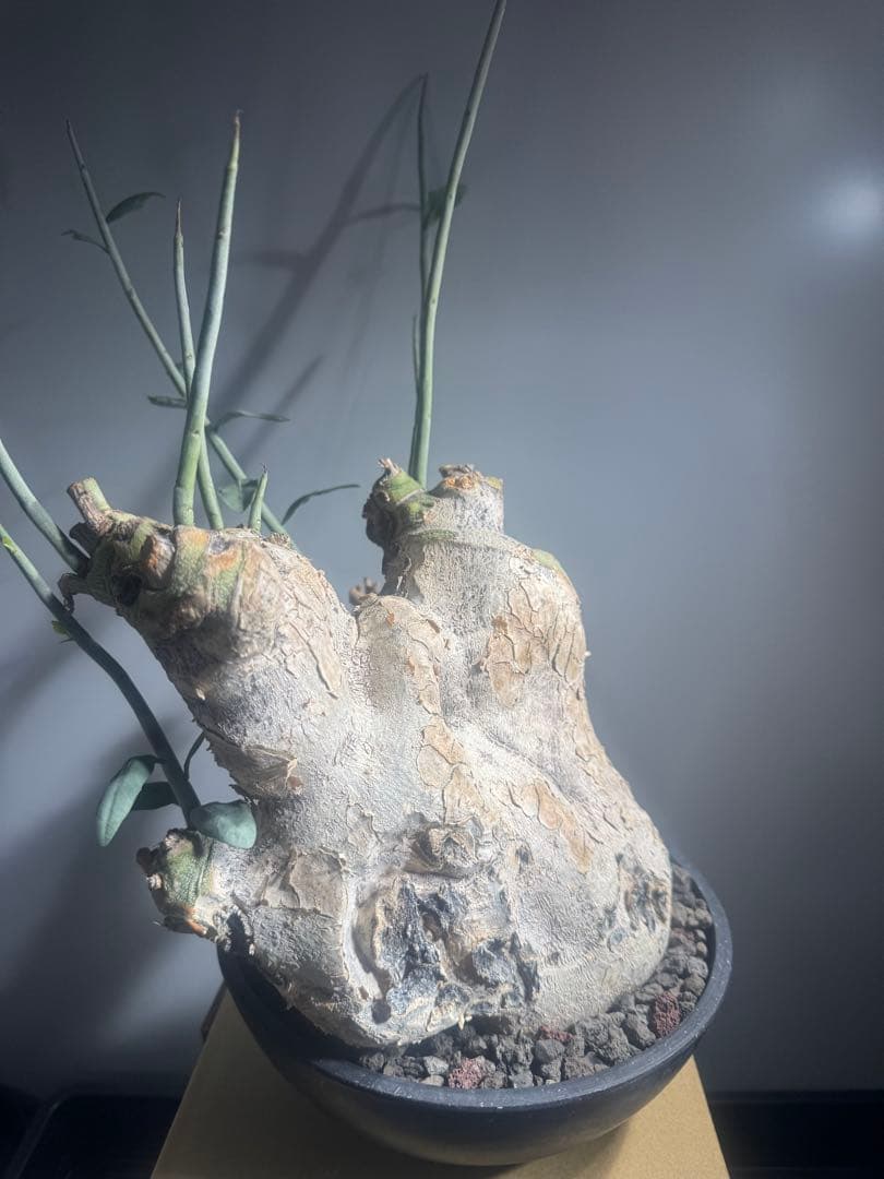 アデニア　ペチュエリー　現地球　発根済　塊根植物　コーデックス